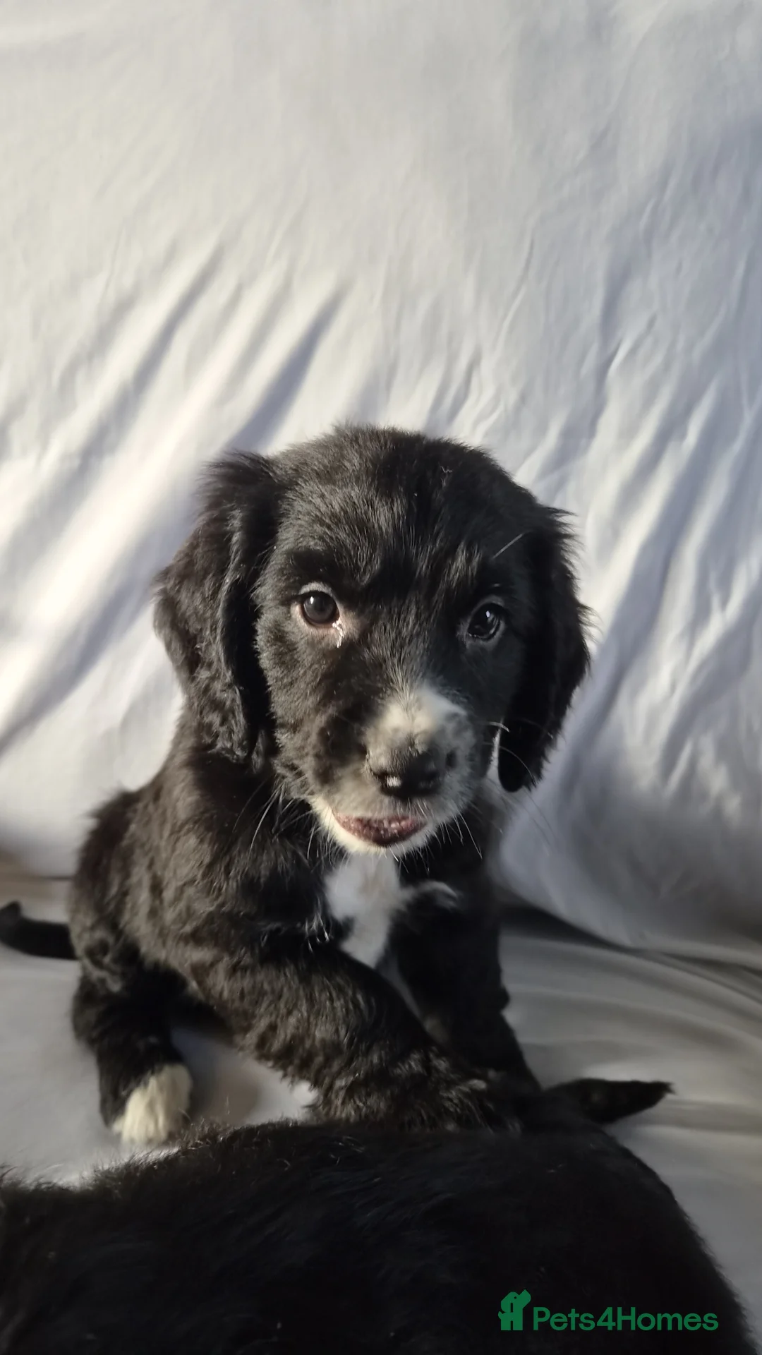 Cocker Spaniel dogs for sale: Cocker spaniel puppies - Advert 1