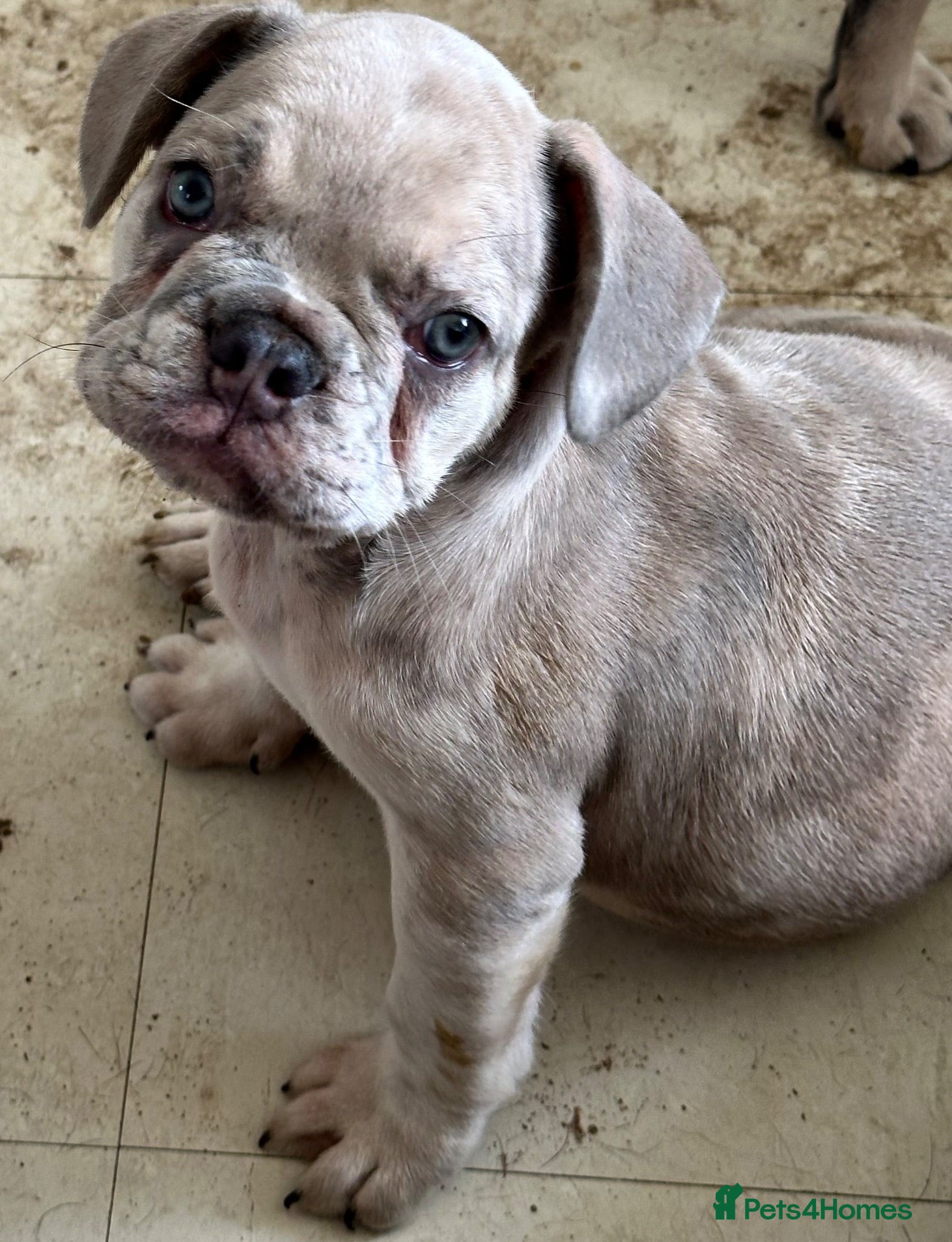 French Bulldog dogs Lilac Merle Boy - Advert 9