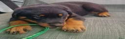 Rottweiler dogs for sale: Devoted Rottweiler Puppies in Southampton - Advert 8