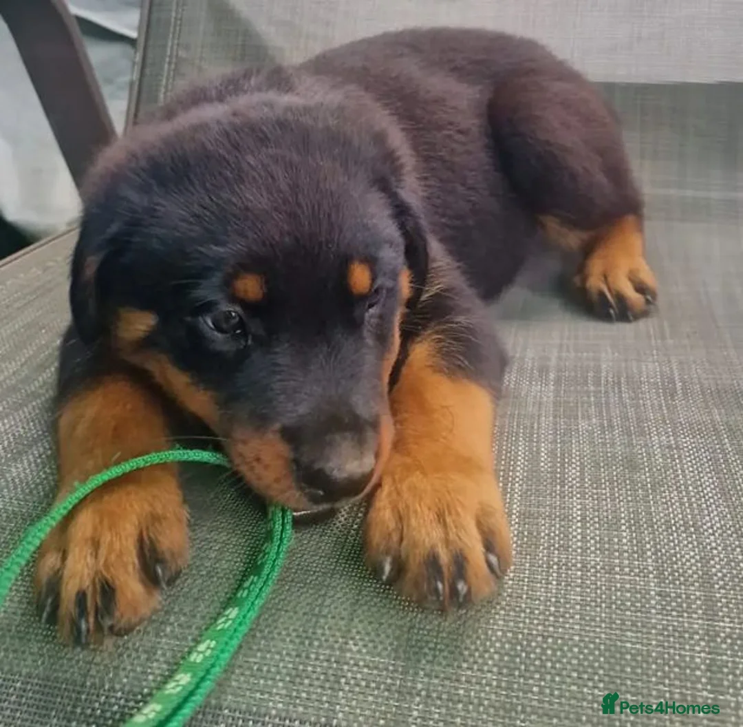 Rottweiler dogs for sale: Devoted Rottweiler Puppies in Southampton - Advert 8