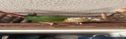Conures birds for sale: Green cheeked conure  - Advert 11