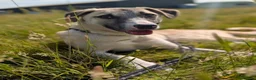 Mixed Breed dogs for adoption: Meet Oscar, currently residing in West Midlands  in Tipton - Advert 2