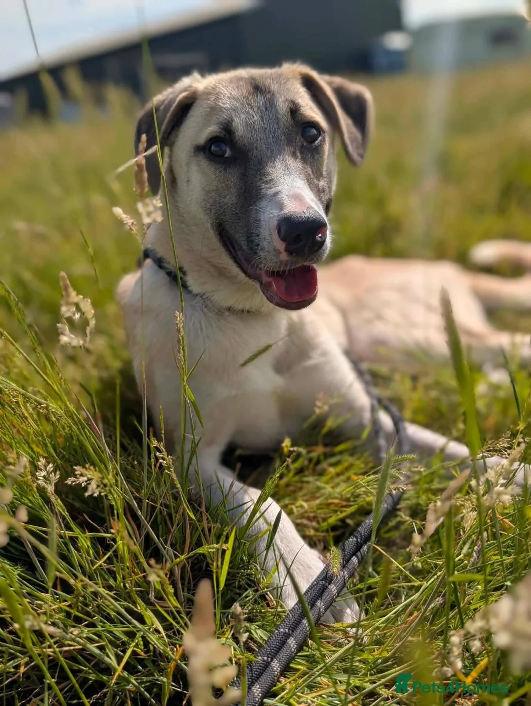 Mixed Breed dogs for adoption: Meet Oscar, currently residing in West Midlands  in Tipton - Advert 2
