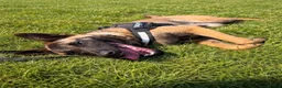 Belgian Shepherd Dog dogs for sale: Belgium Malinois - Advert 12