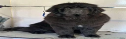 Newfoundland dogs for sale: KC REGISTERED Stunning Newfoundland Puppies in Southminster - Advert 4