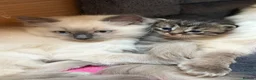 Ragdoll cats for sale: Ragdoll cross kittens in Cheltenham - Advert 10