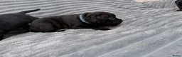 Staffordshire Bull Terrier dogs for sale: last boy True To size Bullscaff bloodline  - Advert 10