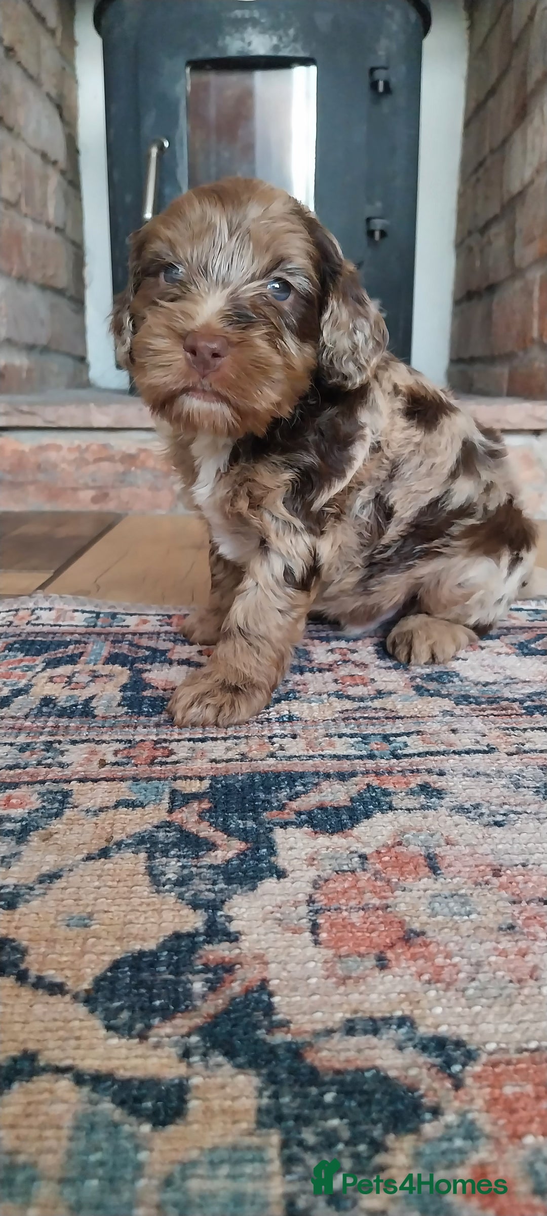 Miniature Poodle dogs for stud: DWKC  merle miniature poodle. Fully health tested  in Walsall - Advert 27