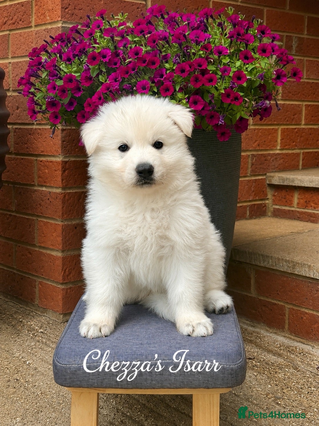 White Swiss Shepherd dogs Absolutely gorgeous  - Advert 1