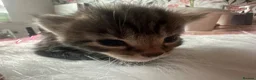 Mixed Breed cats for sale: 4 Kittens looking for homes  in Derby - Advert 4