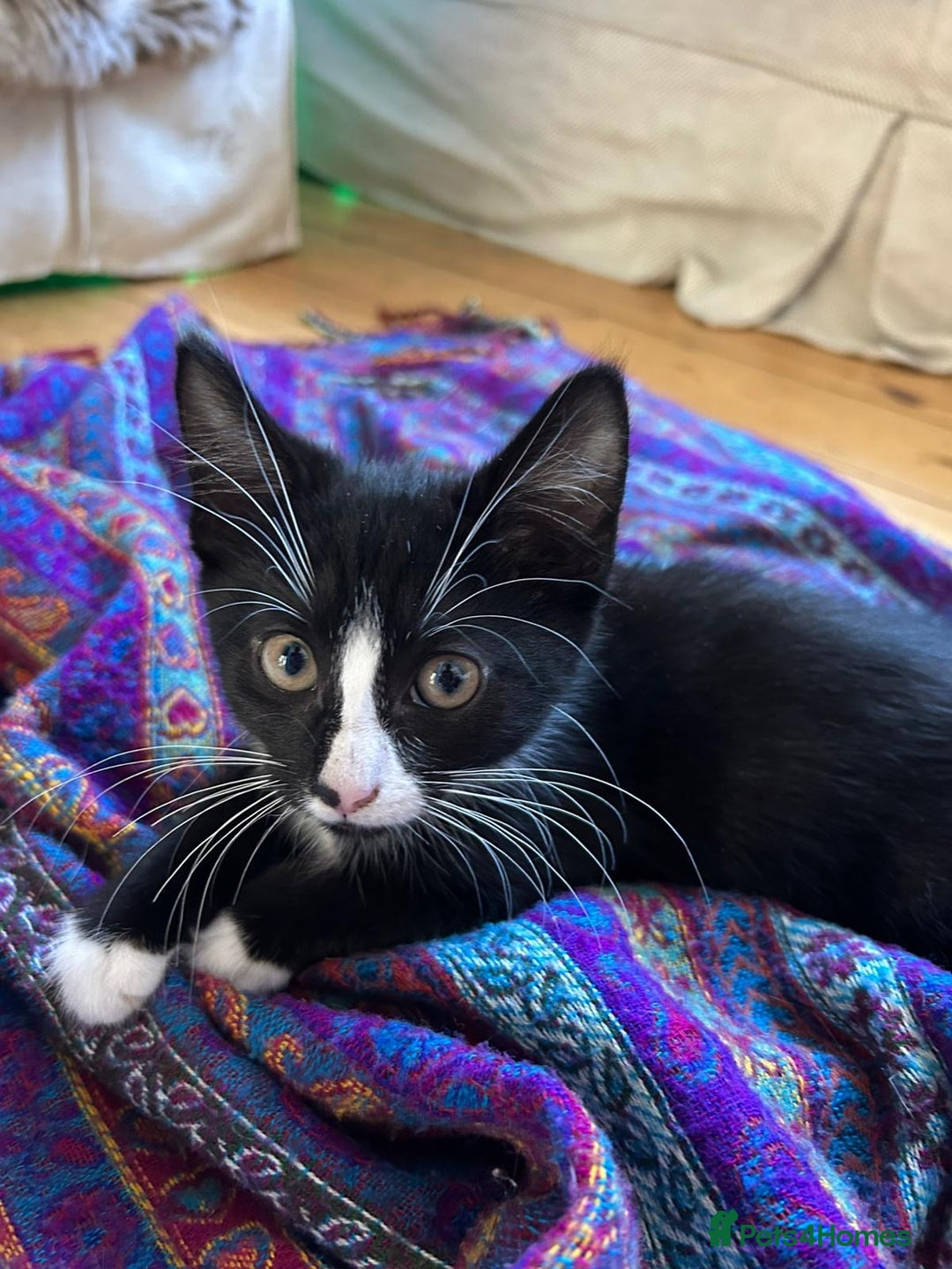 Mixed Breed cats for sale: Two male kittens looking for a loving home - Image 8