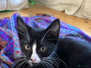 Mixed Breed cats - Advert 19