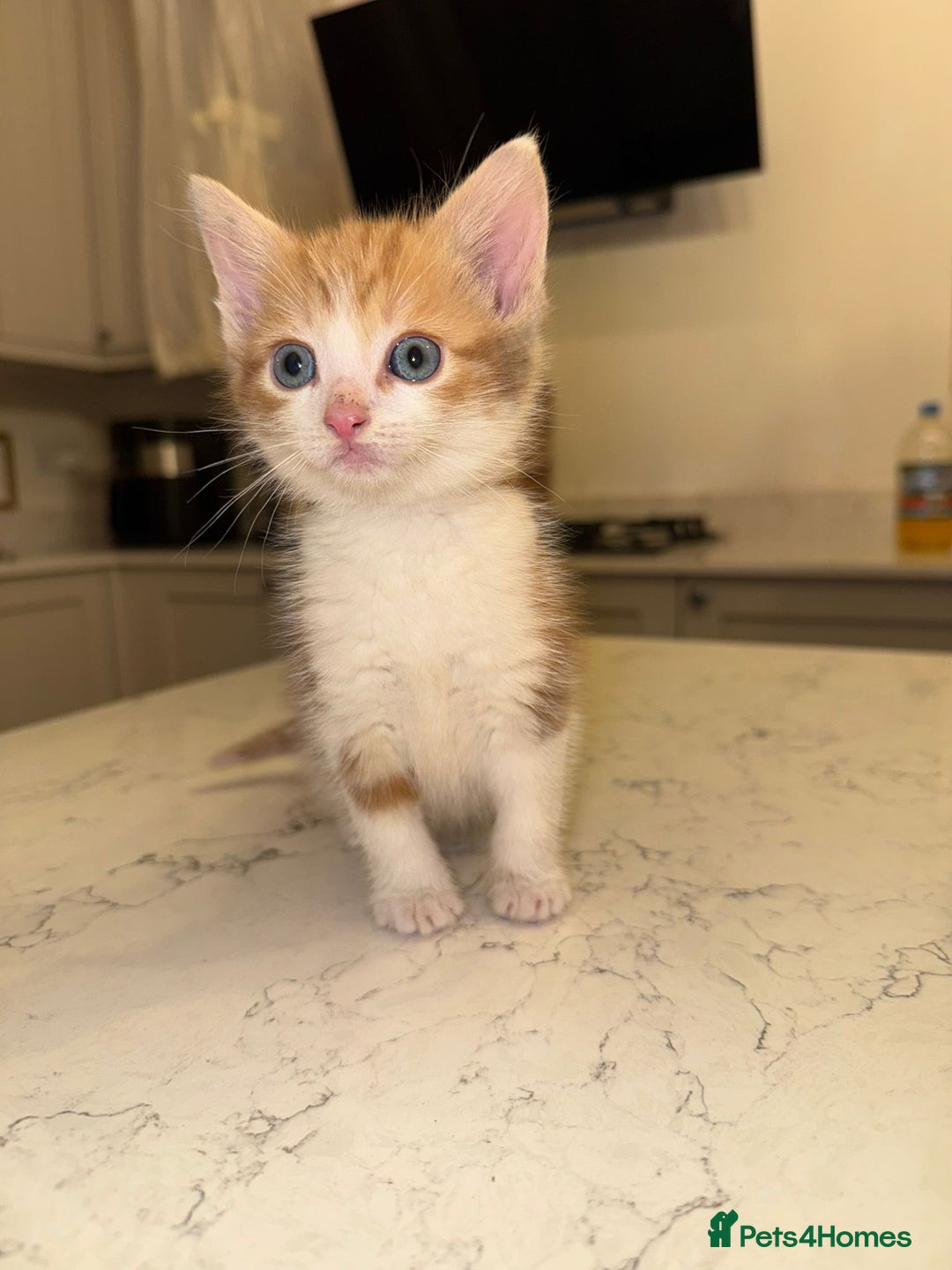 Mixed Breed cats for sale: 4 Beautfiul Kittens for Sale  - Advert 3