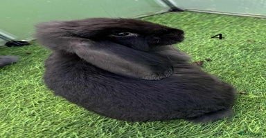 French Lop rabbits - Advert 2