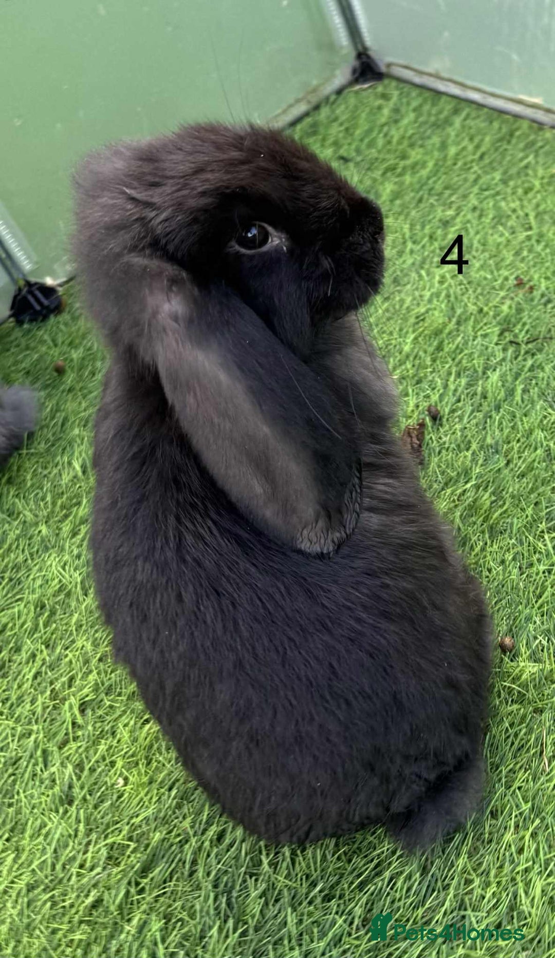 French Lop rabbits for sale: French lop - Advert 3