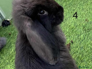 French Lop rabbits French lop - Advert 19