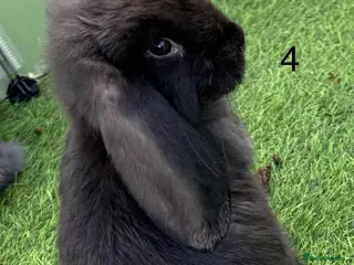 French Lop rabbits French lop - Advert 9