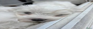 Maltese 1