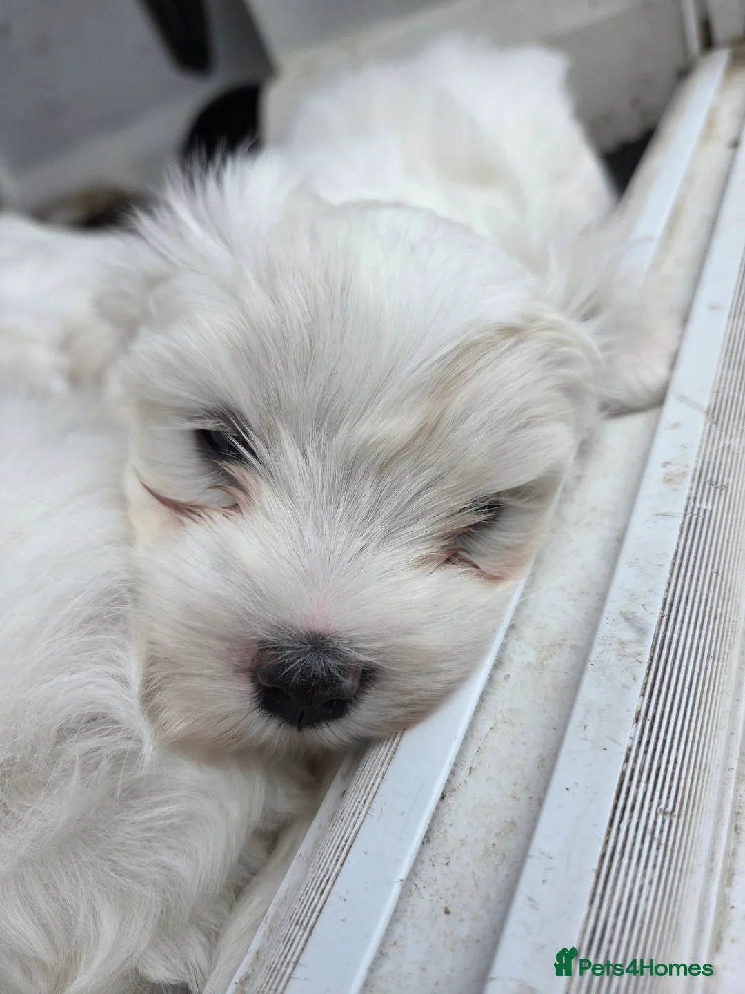 Maltese dogs for sale: 4 pure Maltese puppies for sale  in Grantham - Advert 2