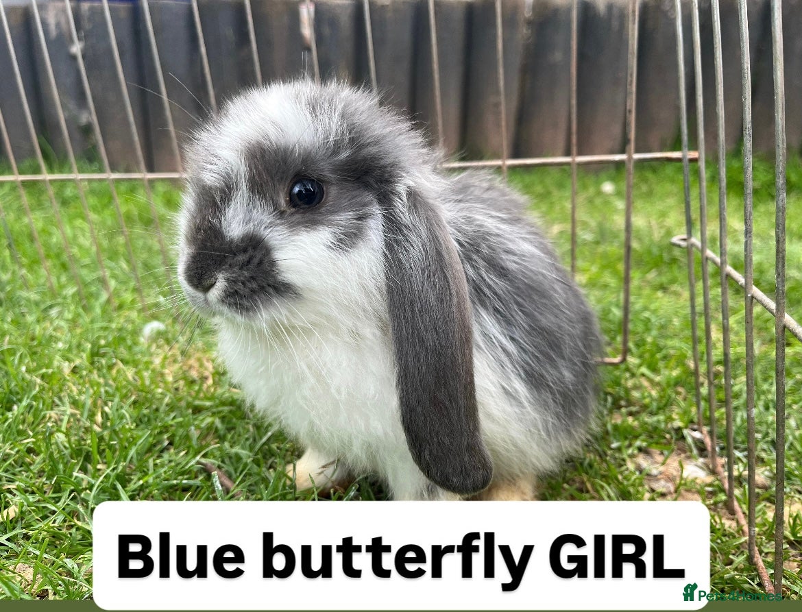 French Lop rabbits 🐰 Full breed French Lops Ready to Leave 🐰 - Advert 1