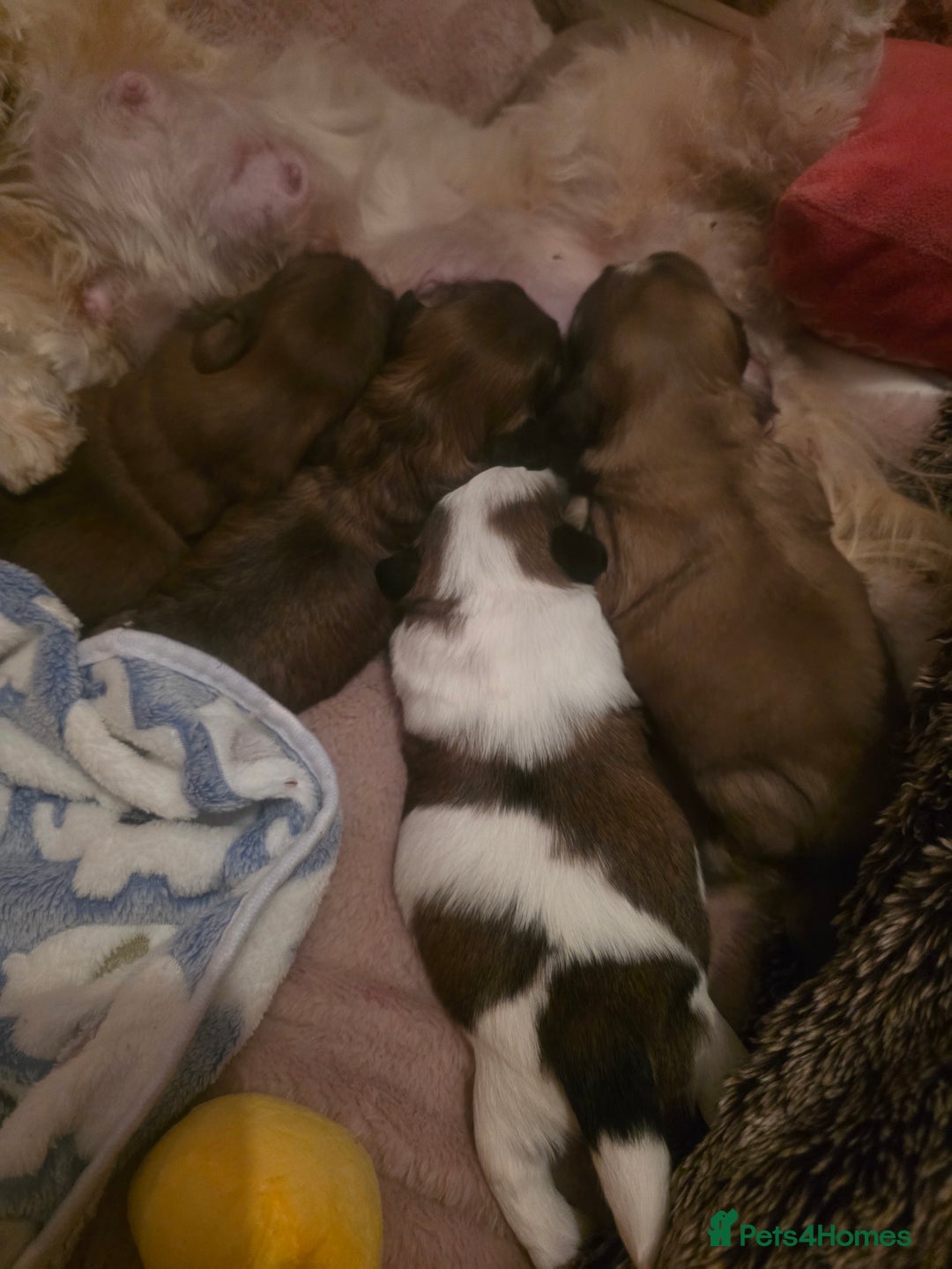 Shih Tzu dogs for sale: Teddy Bear Shiuz - Advert 8