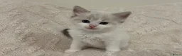 Ragdoll cats for sale: Seal Point & Lilac Bicolour Ragdoll Kittens - Advert 3