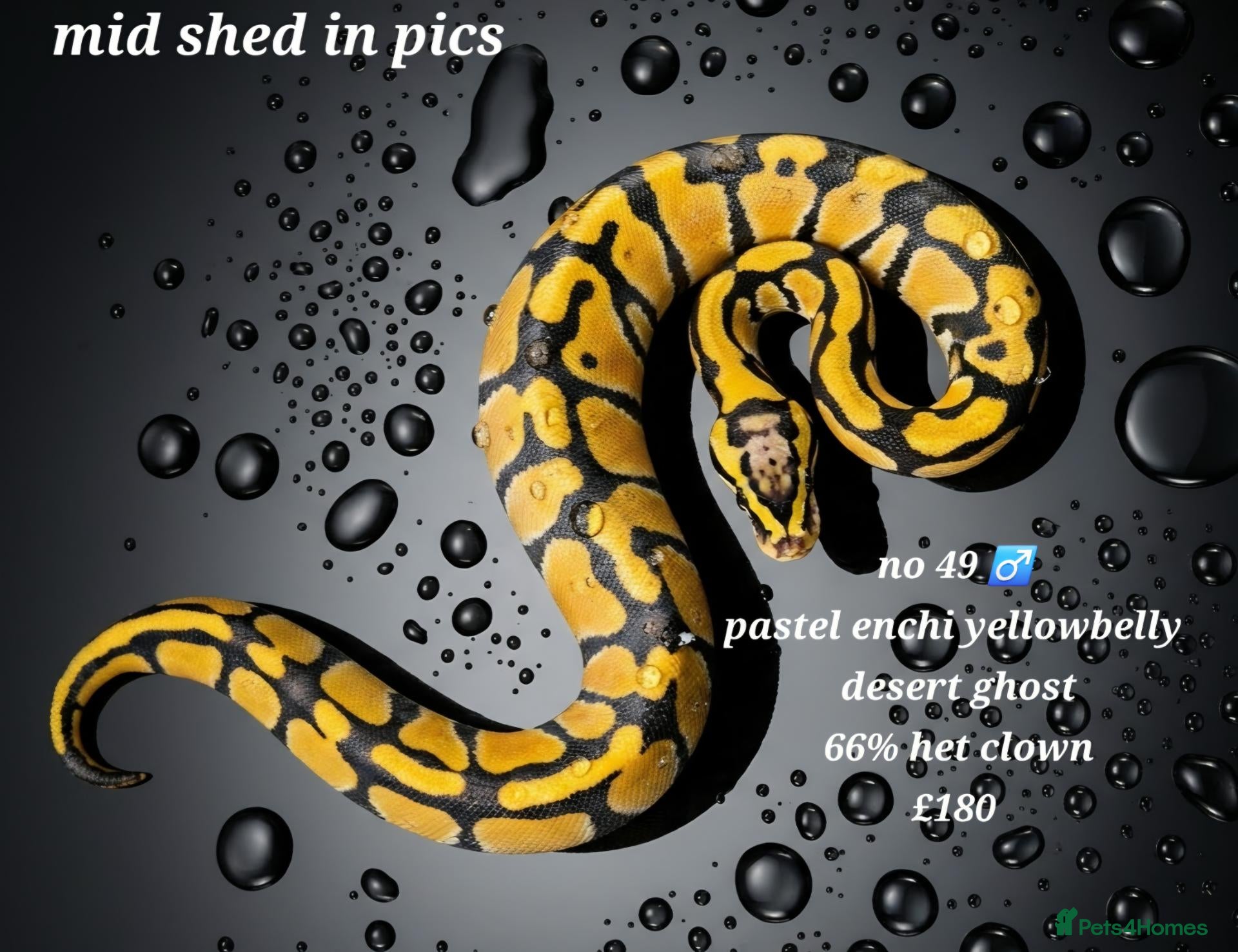 Python Snake reptiles for sale:  Various ball pythons  - Advert 15