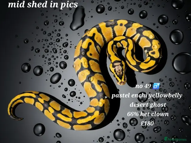 Python Snake reptiles for sale: Various ball pythons - Advert 15