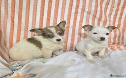 Jack Russell dogs for sale: Miniature jack Russell puppies  - Advert 4