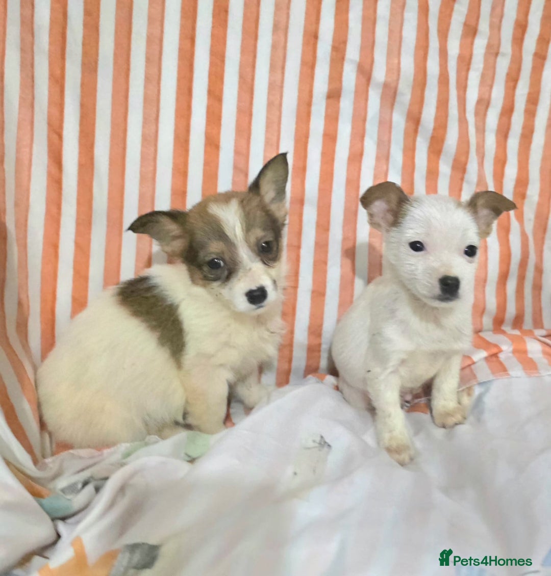 Jack Russell dogs for sale: Miniature jack Russell puppies  - Advert 4