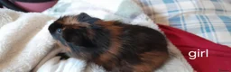 Guinea Pig rodents for sale: Guinea pigs 6 weeks  - Advert 6