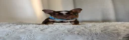 French Bulldog dogs for sale: Chick🤍 - Advert 4