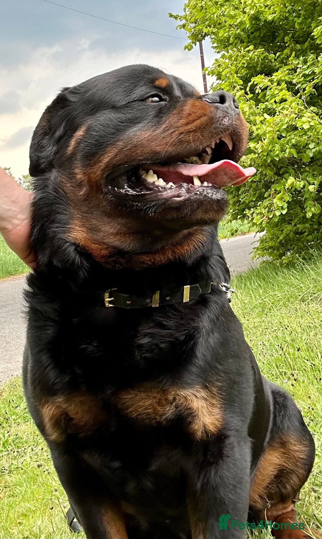 Rottweiler dogs for sale: 5-Generation Kennel Club Rottweiler Puppies  - Advert 8