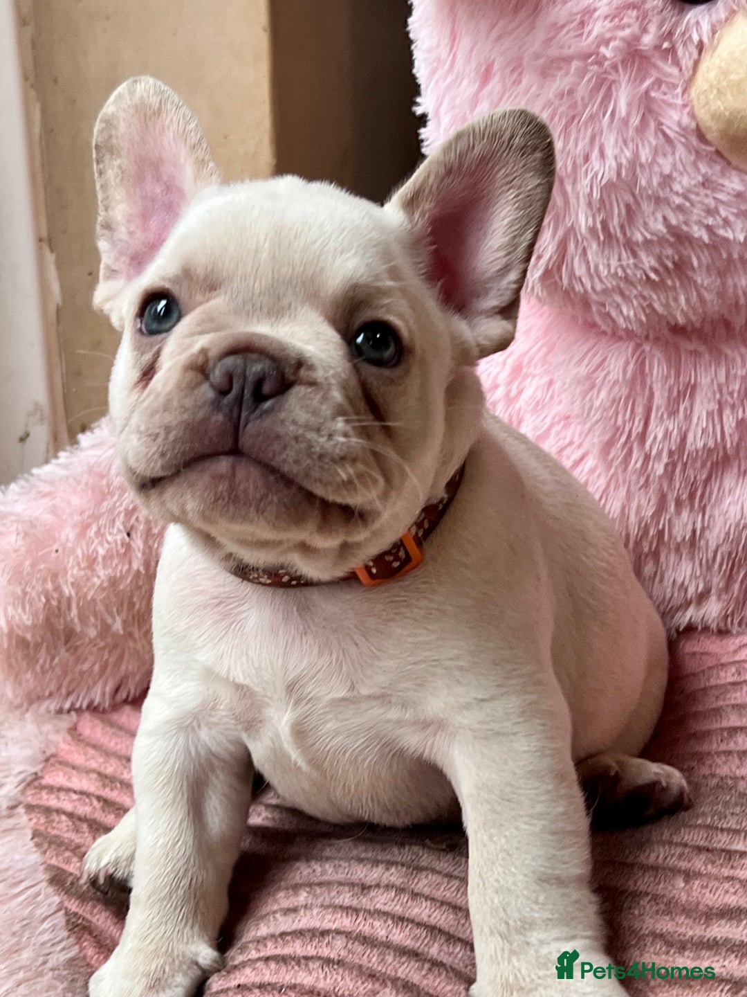 French Bulldog dogs for sale: Beautiful French Bulldog Puppies - Image 15