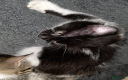 Mixed Breed cats for sale: Friendly playful kittens ready to find thier new  - Image 23