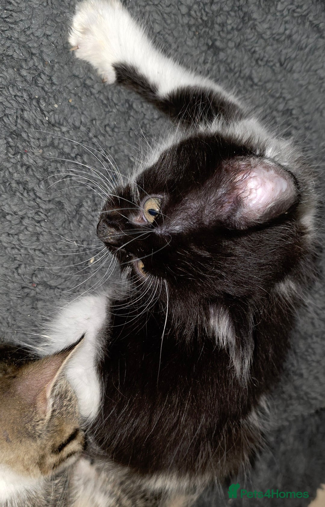 Mixed Breed cats for sale: Friendly playful kittens ready to find thier new  - Image 23