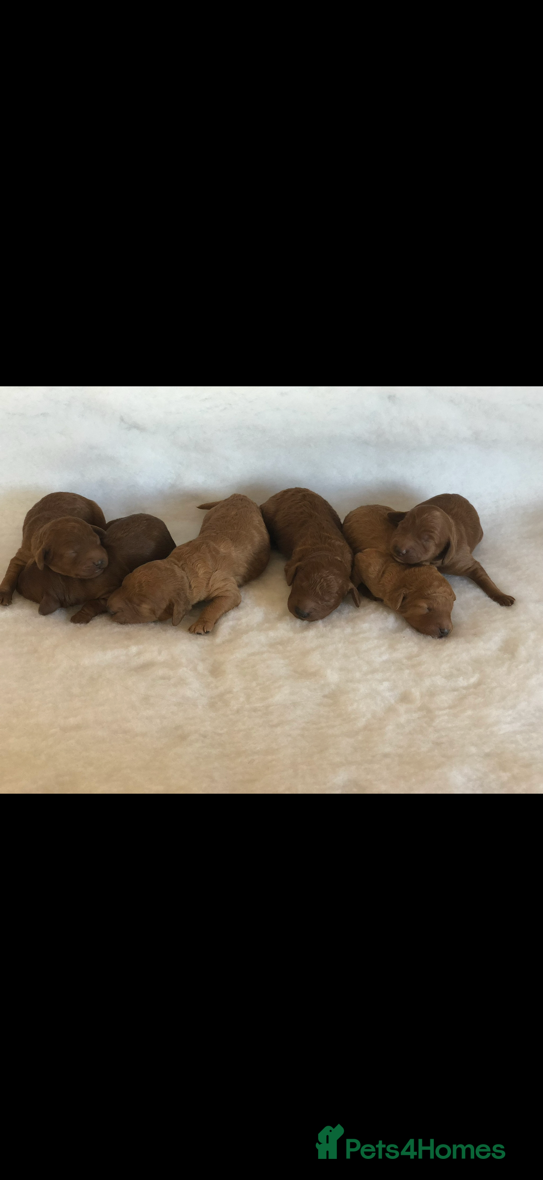 Cavapoo dogs for stud: Sir Albus champion bloodline Cavapoo  - Image 4