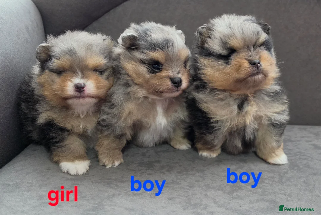 Pomeranian dogs for sale: Stunning Rare Merle Pomeranian– Ready Soon - Advert 1