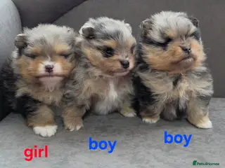 Pomeranian dogs Stunning Rare Merle Pomeranian– Ready Soon - Advert 1