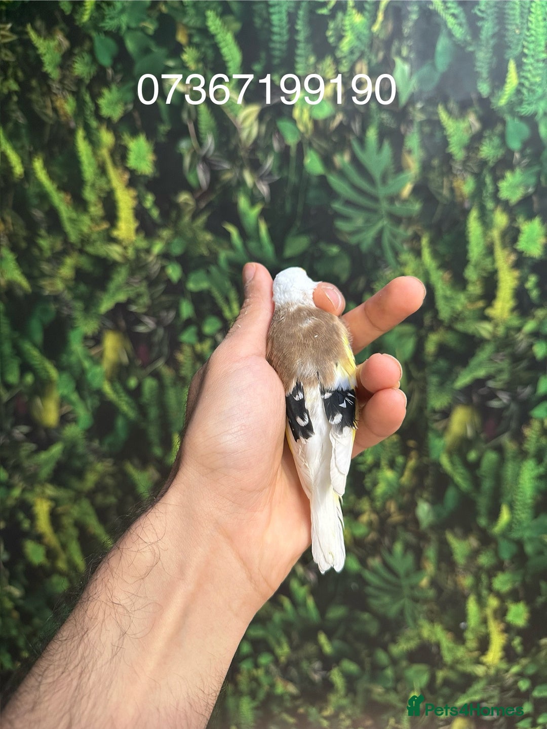 Finches birds for sale: Goldfinch for sale  - Image 2