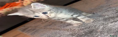 British Shorthair 1