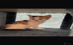 Mixed Breed cats for sale: Beautiful litter of kittens  - Image 13
