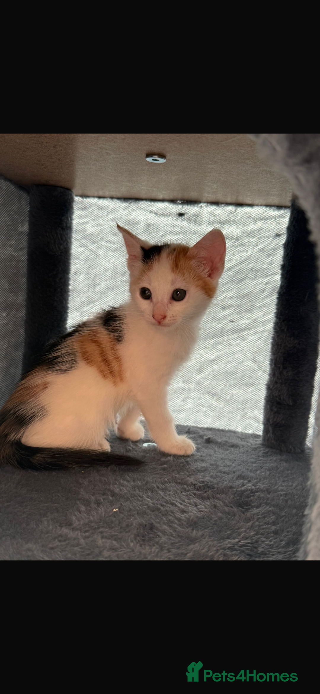 Mixed Breed cats for sale: Beautiful litter of kittens  - Image 13
