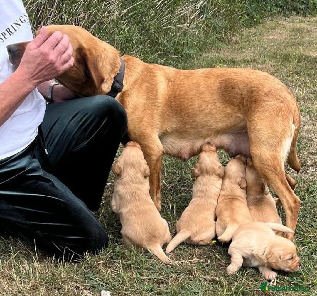 Goldador dogs for sale: F1 Golador puppies for sale  - Image 11
