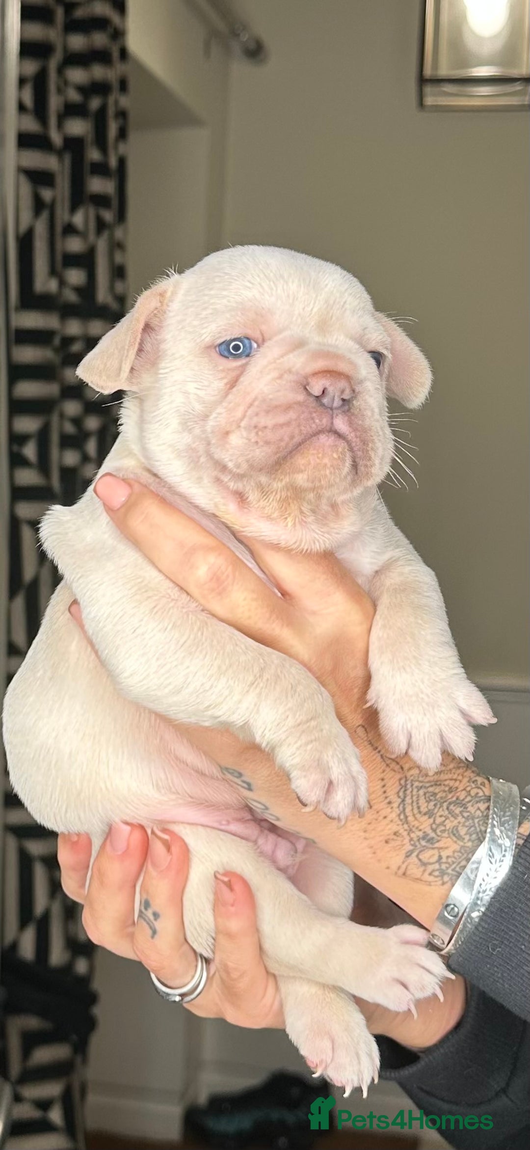 French Bulldog dogs for sale: Quality Frenchbull dogs - Image 15