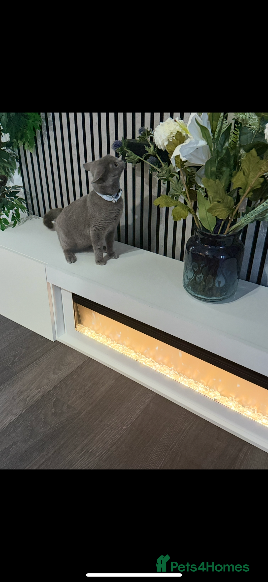 British Shorthair cats for sale: Cute playful fully vaccinated BSH ready to rehome - Advert 7