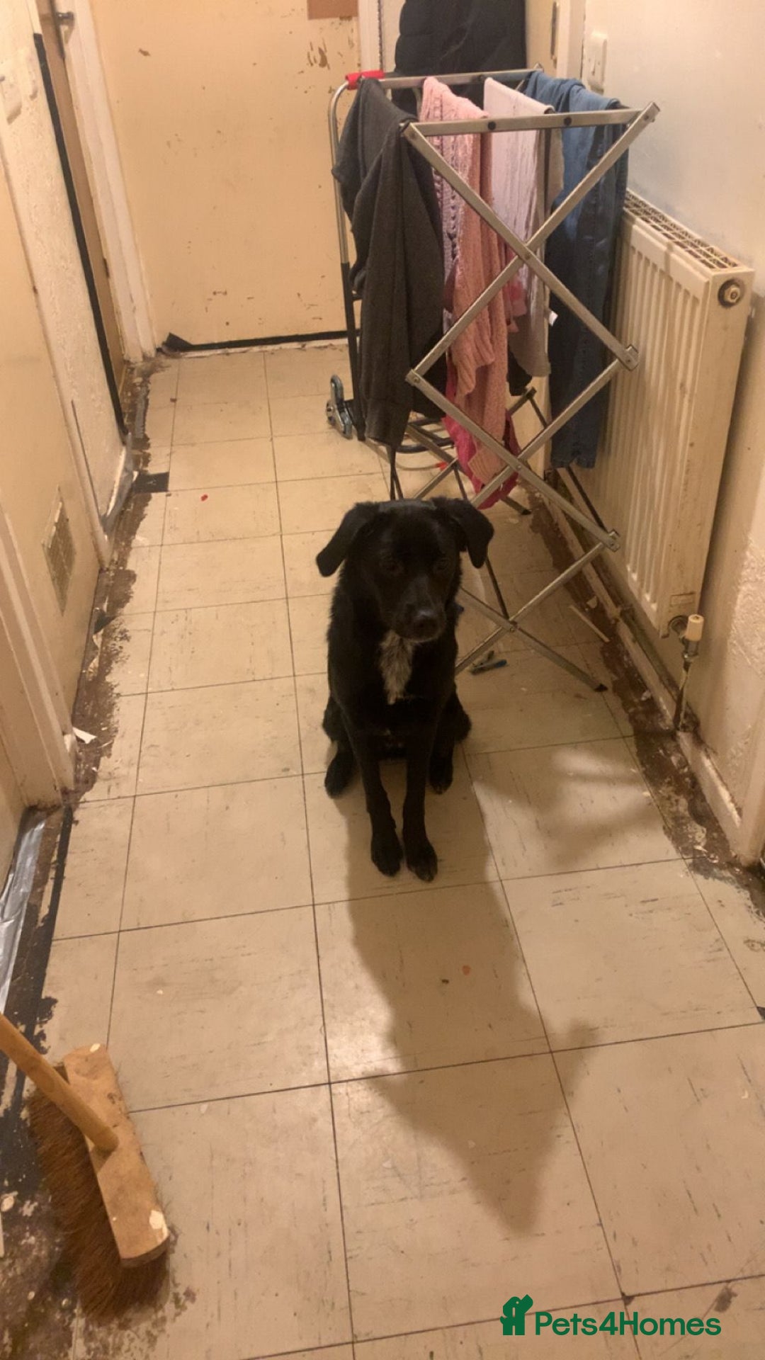 Borador dogs for sale: Labradorite cross with a collie - Image 1