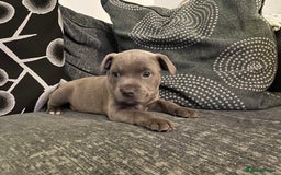 Staffordshire Bull Terrier dogs for sale: Staffordshire Bull Terrier Pups  - Image 4