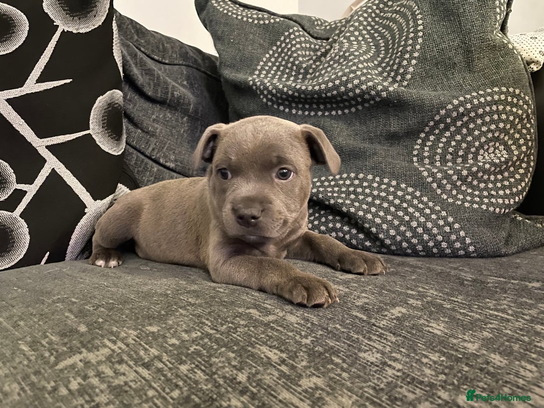 Staffordshire Bull Terrier dogs for sale: Staffordshire Bull Terrier Pups  - Image 4