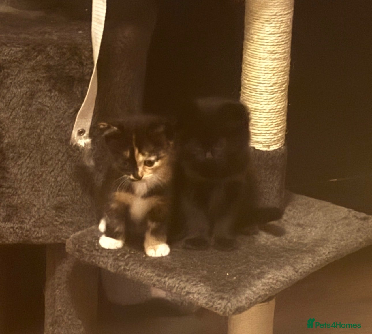 Mixed Breed cats 4 beautiful kittens - Advert 14